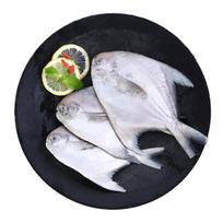 Sandugang Rytų jūros pomfretas