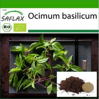 SAFLAX – Ekologiškas – Bazilikas Thai – 250 sėklų – Su vazoniniu substratu geresniam auginimui – Ocimum basilicum