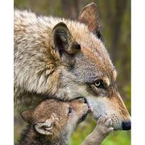 DIY Wolf 5D Diamond Painting Full Round Drill Animal Diamond Embroidery Mosaic Cross Stitch Wall Art Home Decor Gift Full Round 20x30CM