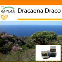 SAFLAX - Sodas maiše - Drakono medis - 5 sėklos - Su substratu tinkamame stovimame maišelyje - Dracaena Draco