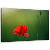 Canvas print, Poppy on a green background 60x40 raudona