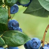 Blueberry Picker Fruit Picker Berry Picker w/ Comb Rakes Picking Garden Tool Shovel Tool Berry Comb for Blueberries Cranberries China Mainland