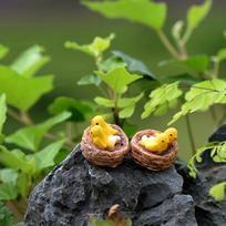 Miniatiūriniai paukščiai Mikro kraštovaizdžio bonsai sultingi augalai Mini sodo „pasidaryk pats“ dekoras