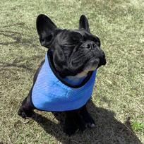Chill Out with our Cooling Bandana for Dogs and Cats - Beat the Summer Heat! Round Dot