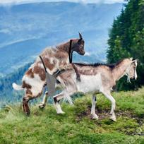 Prijuostė nuo veisimosi poravimosi sijonas Patikimas tvirtas gyvulių drabužis Atsparus dėvėjimuisi Pilkas gray