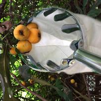 1.5M Stainless Steel Fruit Picker Pole with Bag Telescopic Fruit Catcher Picking Tool for Harvest Garden Yard Orchard Work CHINA