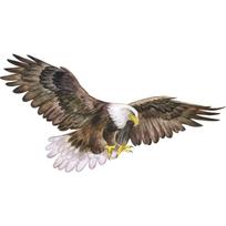 Viniliniai „bald Eagle“ sienų lipdukai, nuimami ir klijuojami paukščių gyvūnų sienų lipdukai, svetainė