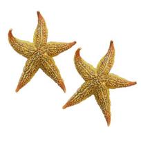 2 vnt. džiovintų jūrų žvaigždžių vestuvių vakarėlis Sea Star Beach Craft namų dekoravimas beige