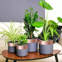Varinė juostelė sraigių apsaugai 6 pcs Vario 70 mm x 20 m Vario