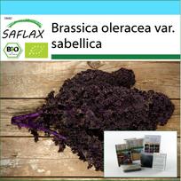 SAFLAX - Gift Set - Organic - Kale - Redbor - 50 seeds - With gift box, card, label and potting substrate - Brassica oleracea