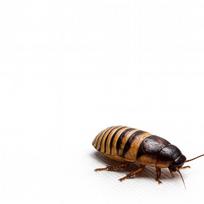 Urvinė tarakona | Elliptorhina Javanica | Gyvas maistas | Maistas ropliams, paukštinėms voragyviams ir vėžliams