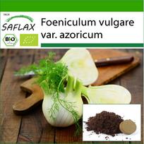 SAFLAX – Ekologiškas – Florencijos pankolis – 100 sėklų – Su vazoniniu substratu geresniam auginimui – Foeniculum vulgare