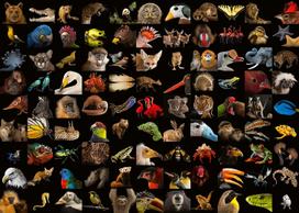 Ravensburger 1000 Puzzle Dėlionė:  Stunning Animals