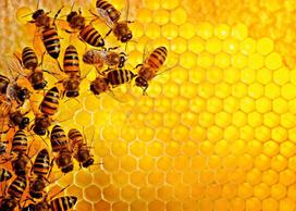 Ravensburger 1000 Puzzle Dėlionė:  Bees