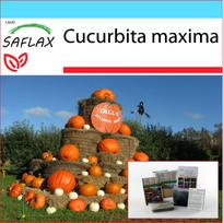 SAFLAX - Dovanų rinkinys - Moliūgas - Atlantic Giant - 7 sėklos - Su dovanų dėžute, kortele, etikete ir vazono substratu - Cucurbita maxima