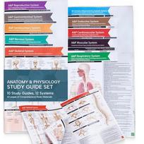 Anatomijos ir fiziologijos studijų vadovai - 10 žmogaus anatomijos vadovų rinkinys slaugos studentams ir medicinos profesijoms one size