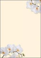 Popierius meninis Sigel DP904 Baltoji orchidėja 50 lapų A4 90 g/m²
