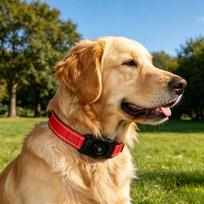 Dog Cat Pet Collar GPS Tracker Apple Find My Certified IP68 Waterproof Anti Lost Reflective Adjustable S M L (Blue,S) mėlyna