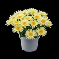 Daugiametė gėlė, baltagalvė didžiagraižė "Banana Cream Yellow", vazonėlio skersmuo 14 cm.