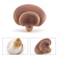 Vegetable Model Fungus Figurines Landscape Miniatures Matsutake Oyste Simulation Mushroom Teaching Pleurotus Fungus Model