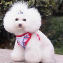 Spring/Summer Dog Leash Denim Outdoor Cat Chest Strap Pet Dog Leash Supplies Teddy Cat Available S (recommended about 3-2.5 kg)