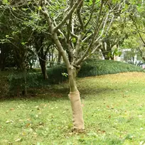 Džiuto ritinys, 0,5x10m, 100% džiutas, 200 g/m²