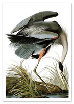 Plakatas vintage pilka gervė heron 21x29,7 cm A4