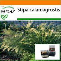SAFLAX - Sodas maiše - Plunksnų žolė / Fazano uodegos žolė - 50 sėklų - Su substratu tinkamame stovimame maiše - Stipa calamagrostis