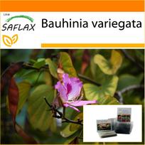 SAFLAX Sodas maiše – Kupranugario pėdos medis – 8 sėklos – Su substratu tinkamame stovimame maiše – Bauhinia variegata