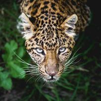 5D Diamond Painting  Beautiful Panther  Full Diamond Mosaic Animal Diamond Embroidery 20X30CM