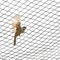 Paukščių apsauginis tinklas balkonui, voljerui, medžiams, 7,5 x 7,5 m