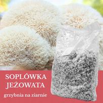 Grybų grūdų substratas Icicle, 1 l – auginimui namuose ir sode