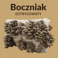 Austrių grybai, 15 kg