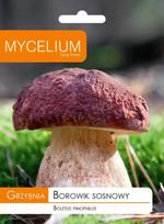 Pušyninis baravykas - miško grybų grybiena