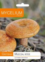 Tikrinis rudmėsis (Lactarius deliciosus) miško grybų micelis