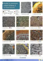 KNYGA Frank Dobson Guide to Common Urban Lichens