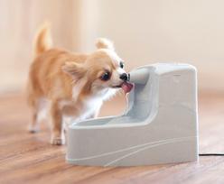 PetSafe Drinkwell girdykla mažų ir vidutinių veislių šunims ir katėms, 1 vnt.
