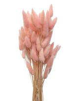Cooee Design - Dried  Flowers Lagurus Ash - Džiovintos gėlės - Rožinė
