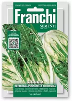 Salotinės trūkažolės (Cikorijos) CATALOGNA BRINDISINA