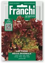 Salotos sėjamosios FRISÉE D'AMÉRIQUE