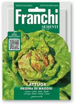 Salotos sėjamosios REGINA DI MAGGIO
