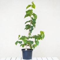 Paprastasis lazdynas, mikorizuotas Burgundijos trumų gumbu Aestivum var. Uncinatum.