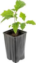 Ąžuolo medelis, mikorizuotas Burgundijos trumų gumbu „Aestivum var. Uncinatum“.