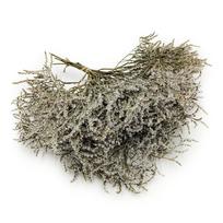Džiovintas Tatariškasis gvazdikėlis - Limonium Tataricum - Baltas