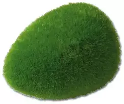ebi Samanų kamuolys -L-