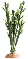 HOBBY „Euphorbia“ dekoracija terariumui