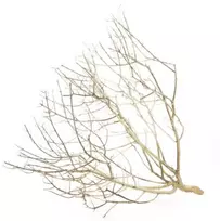 Hobby Terraristik HOBBY Dykumos krūmas S