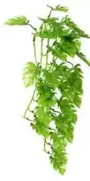 Hobby Terraristik HOBBY Karpinis filodendras 70cm, plastikas