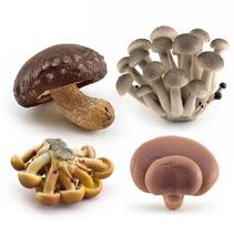 Set of Realistic Artificial Mushrooms Decorative Fake Fungi Model for Home Kitchen Garden Display Educational Use and Craft Projects One Size