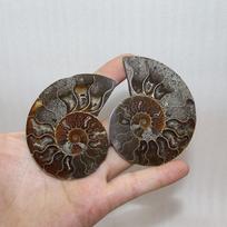 Elegantiška pora Natūralių amonito fosilijų kriauklių pavyzdžių Gydymui ir namų dekoravimui 3-4cm